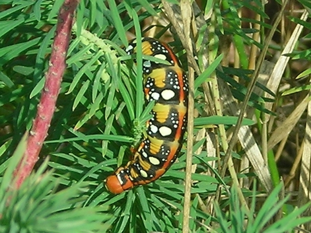 identificazione larva: Hyles euphorbiae?